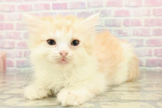 福井県のスコティッシュフォールド (Coo&RIKU福井店/2025年10月26日生まれ/男の子/カメオタビーホワイト)の子猫の2枚目の画像