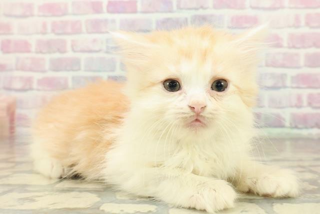 福井県のスコティッシュフォールド (Coo&RIKU福井店/2025年10月26日生まれ/男の子/カメオタビーホワイト)の子猫の3枚目の画像