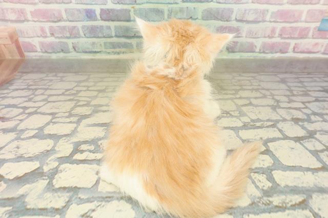 福井県のスコティッシュフォールド (Coo&RIKU福井店/2025年10月26日生まれ/男の子/カメオタビーホワイト)の子猫の4枚目の画像