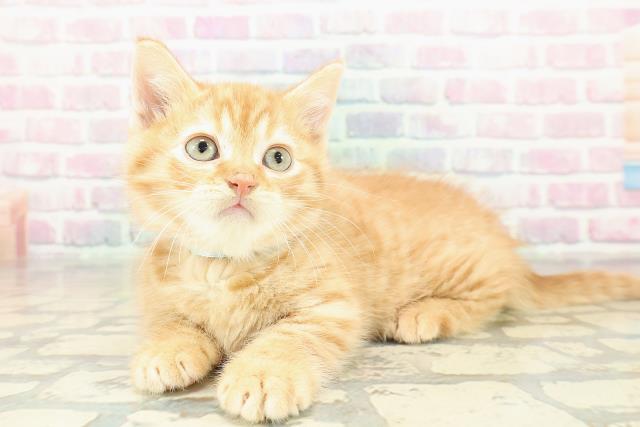 東京都のマンチカン (Coo&RIKU武蔵小山店/2025年10月19日生まれ/男の子/レッドタビー)の子猫の2枚目の画像