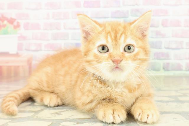 東京都のマンチカン (Coo&RIKU武蔵小山店/2025年10月19日生まれ/男の子/レッドタビー)の子猫の3枚目の画像