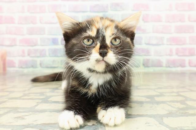 千葉県のマンチカン (Coo&RIKU東金店/2025年10月19日生まれ/女の子/キャリコ)の子猫の1枚目の画像