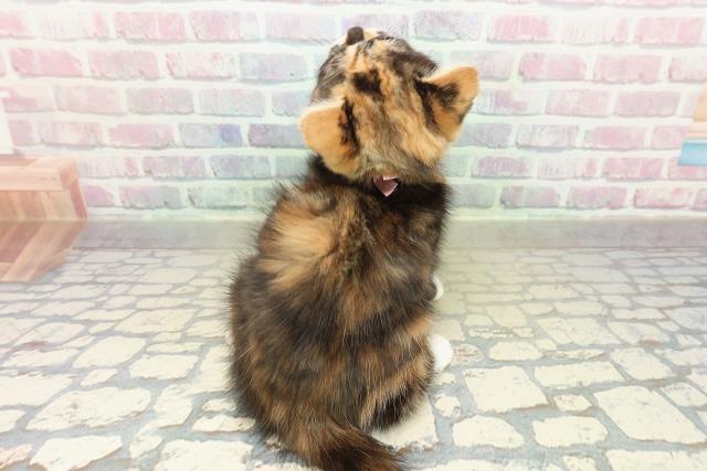 千葉県のマンチカン (Coo&RIKU東金店/2025年10月19日生まれ/女の子/キャリコ)の子猫の4枚目の画像