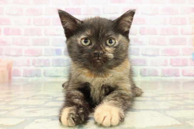 広島県のマンチカン (Coo&RIKUゆめタウン大竹店/2025年10月19日生まれ/女の子/トーティーシェル)の子猫の1枚目の画像