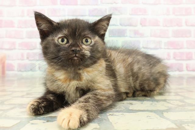 広島県のマンチカン (Coo&RIKUゆめタウン大竹店/2025年10月19日生まれ/女の子/トーティーシェル)の子猫の2枚目の画像