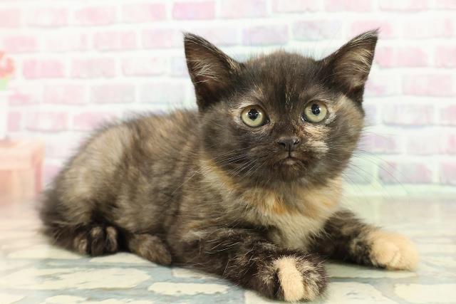 広島県のマンチカン (Coo&RIKUゆめタウン大竹店/2025年10月19日生まれ/女の子/トーティーシェル)の子猫の3枚目の画像