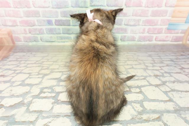 広島県のマンチカン (Coo&RIKUゆめタウン大竹店/2025年10月19日生まれ/女の子/トーティーシェル)の子猫の4枚目の画像