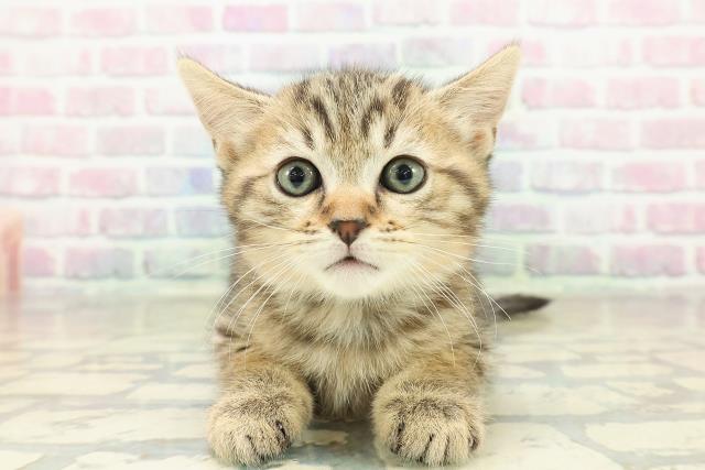 山形県のミヌエット (Coo&RIKU山形店/2025年10月26日生まれ/男の子/ブラウンタビー)の子猫の1枚目の画像