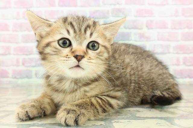 山形県のミヌエット (Coo&RIKU山形店/2025年10月26日生まれ/男の子/ブラウンタビー)の子猫の2枚目の画像