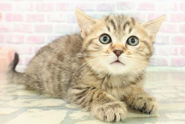 山形県のミヌエット (Coo&RIKU山形店/2025年10月26日生まれ/男の子/ブラウンタビー)の子猫の3枚目の画像