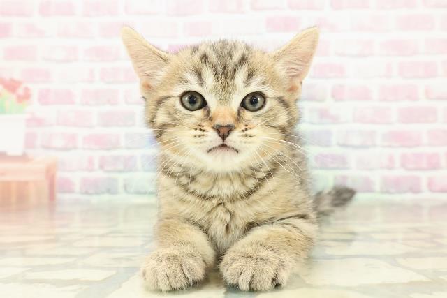 福島県のミヌエット (Coo&RIKU会津若松店/2025年10月26日生まれ/男の子/ブラウンタビー)の子猫の1枚目の画像