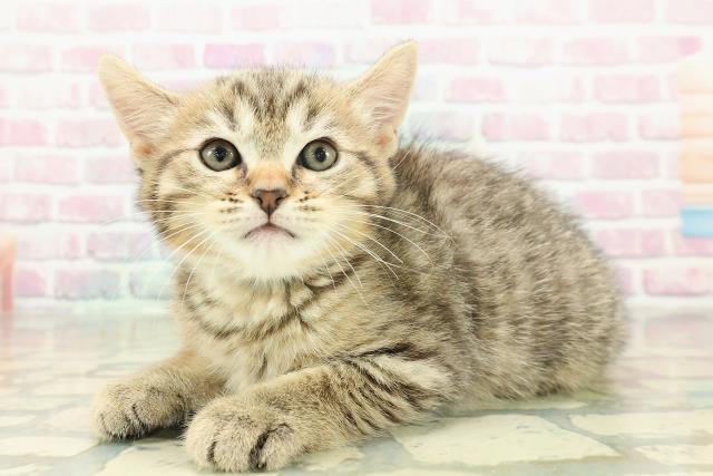 福島県のミヌエット (Coo&RIKU会津若松店/2025年10月26日生まれ/男の子/ブラウンタビー)の子猫の2枚目の画像