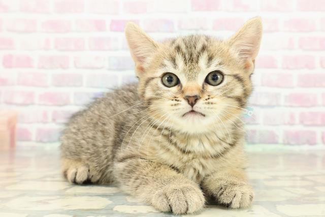 福島県のミヌエット (Coo&RIKU会津若松店/2025年10月26日生まれ/男の子/ブラウンタビー)の子猫の3枚目の画像