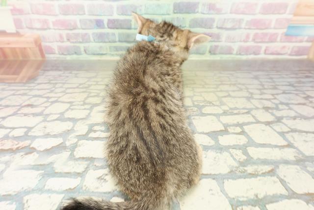 福島県のミヌエット (Coo&RIKU会津若松店/2025年10月26日生まれ/男の子/ブラウンタビー)の子猫の4枚目の画像