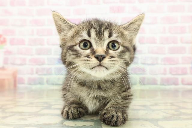 香川県のミヌエット (Coo&RIKU高松上福岡店/2025年10月26日生まれ/男の子/ブラウンタビー)の子猫の1枚目の画像