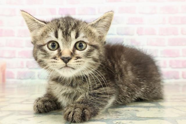 香川県のミヌエット (Coo&RIKU高松上福岡店/2025年10月26日生まれ/男の子/ブラウンタビー)の子猫の2枚目の画像