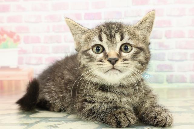 香川県のミヌエット (Coo&RIKU高松上福岡店/2025年10月26日生まれ/男の子/ブラウンタビー)の子猫の3枚目の画像