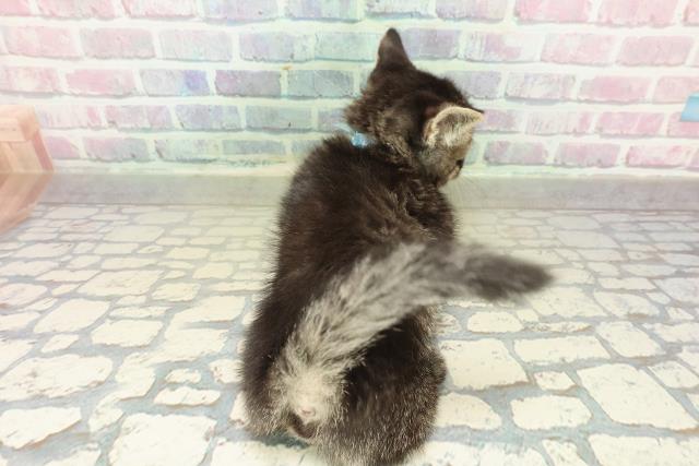 香川県のミヌエット (Coo&RIKU高松上福岡店/2025年10月26日生まれ/男の子/ブラウンタビー)の子猫の4枚目の画像