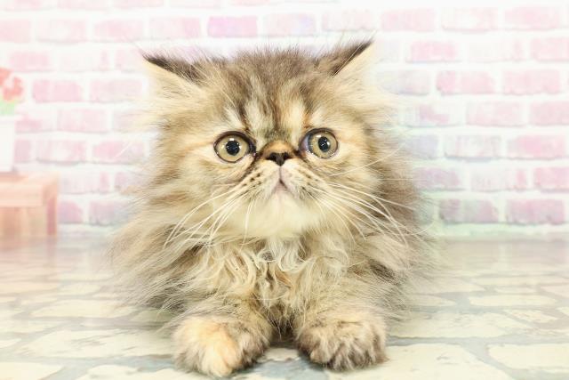 東京都のエキゾチック (Coo&RIKU浅草店/2025年10月20日生まれ/女の子/ブラウンパッチドタビー)の子猫の1枚目の画像