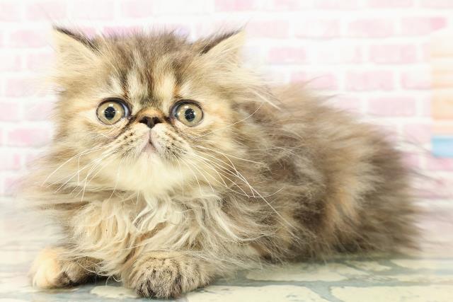 東京都のエキゾチック (Coo&RIKU浅草店/2025年10月20日生まれ/女の子/ブラウンパッチドタビー)の子猫の2枚目の画像