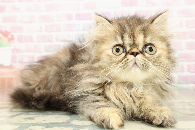 東京都のエキゾチック (Coo&RIKU浅草店/2025年10月20日生まれ/女の子/ブラウンパッチドタビー)の子猫の3枚目の画像