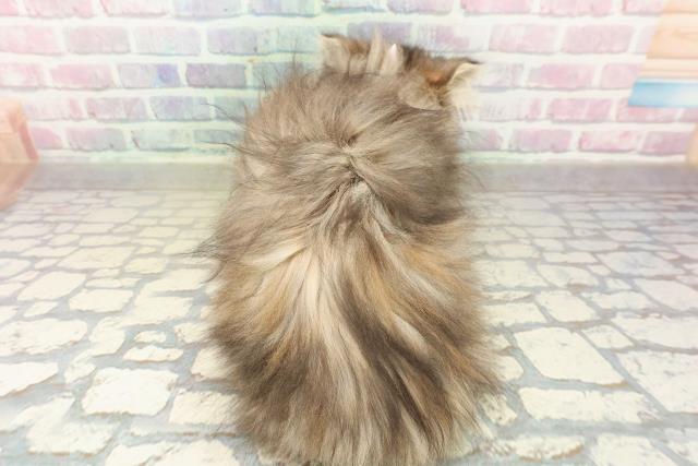 東京都のエキゾチック (Coo&RIKU浅草店/2025年10月20日生まれ/女の子/ブラウンパッチドタビー)の子猫の4枚目の画像