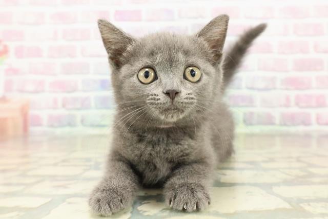 富山県のブリティッシュショートヘアー (Coo&RIKU富山店/2025年10月20日生まれ/女の子/ブルー)の子猫の1枚目の画像