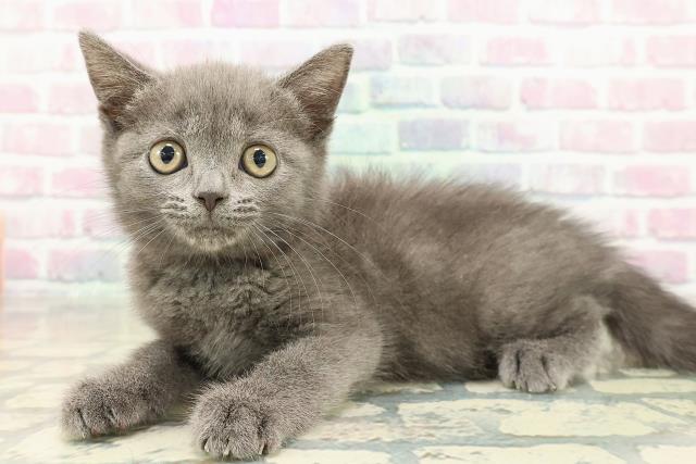 富山県のブリティッシュショートヘアー (Coo&RIKU富山店/2025年10月20日生まれ/女の子/ブルー)の子猫の2枚目の画像