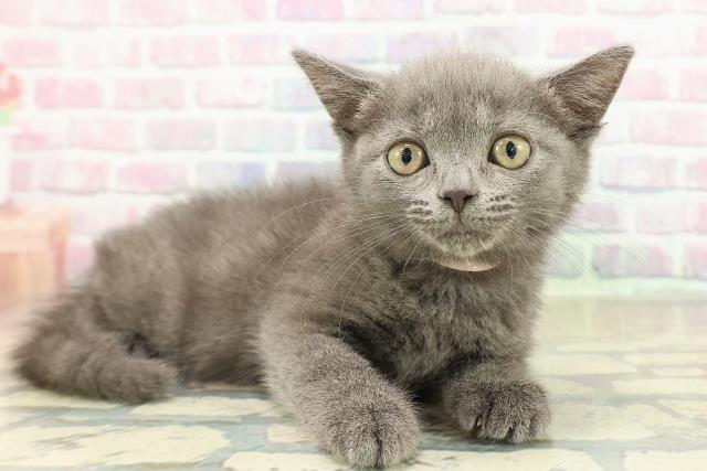 富山県のブリティッシュショートヘアー (Coo&RIKU富山店/2025年10月20日生まれ/女の子/ブルー)の子猫の3枚目の画像
