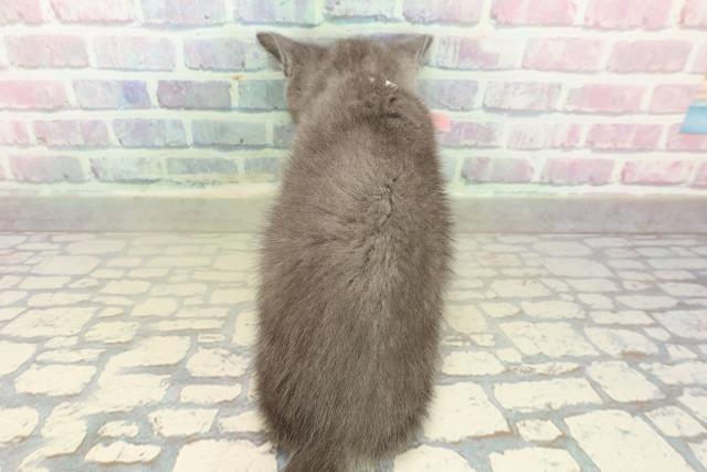 富山県のブリティッシュショートヘアー (Coo&RIKU富山店/2025年10月20日生まれ/女の子/ブルー)の子猫の4枚目の画像