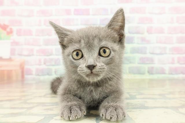 石川県のブリティッシュショートヘアー (Coo&RIKU金沢店/2025年10月20日生まれ/男の子/ブルー)の子猫の1枚目の画像