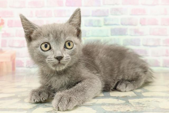 石川県のブリティッシュショートヘアー (Coo&RIKU金沢店/2025年10月20日生まれ/男の子/ブルー)の子猫の2枚目の画像