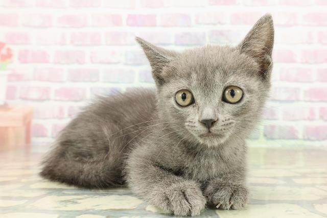 石川県のブリティッシュショートヘアー (Coo&RIKU金沢店/2025年10月20日生まれ/男の子/ブルー)の子猫の3枚目の画像