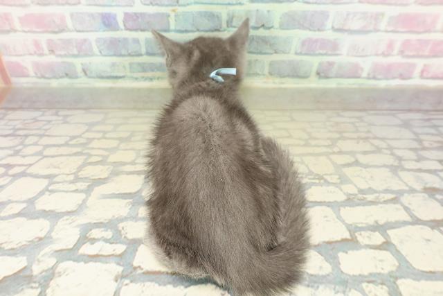 石川県のブリティッシュショートヘアー (Coo&RIKU金沢店/2025年10月20日生まれ/男の子/ブルー)の子猫の4枚目の画像