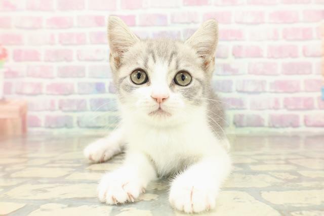 群馬県のスコティッシュフォールド (Coo&RIKU藤岡店/2025年10月21日生まれ/男の子/ブルータビーホワイト)の子猫の1枚目の画像