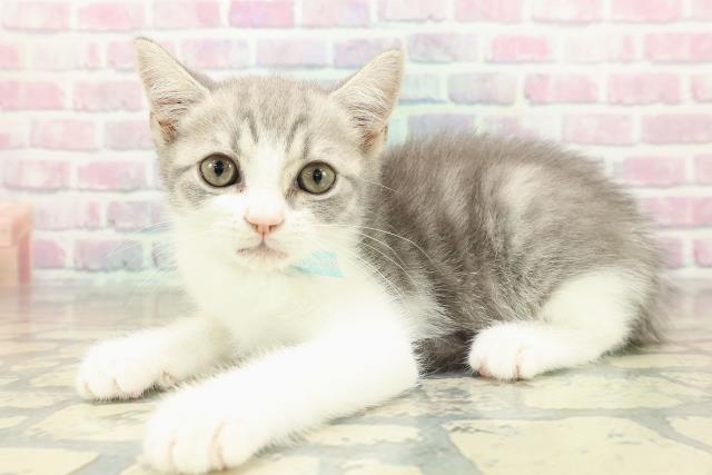群馬県のスコティッシュフォールド (Coo&RIKU藤岡店/2025年10月21日生まれ/男の子/ブルータビーホワイト)の子猫の2枚目の画像