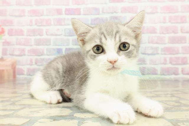 群馬県のスコティッシュフォールド (Coo&RIKU藤岡店/2025年10月21日生まれ/男の子/ブルータビーホワイト)の子猫の3枚目の画像