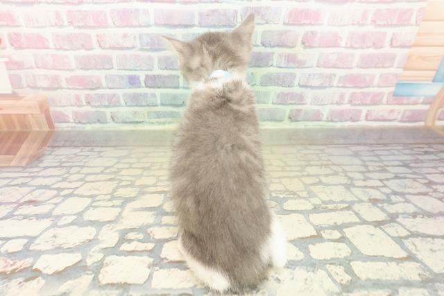 群馬県のスコティッシュフォールド (Coo&RIKU藤岡店/2025年10月21日生まれ/男の子/ブルータビーホワイト)の子猫の4枚目の画像