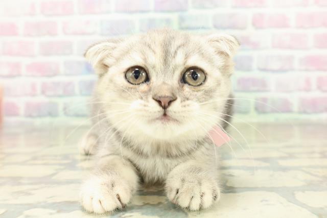 スコティッシュフォールド