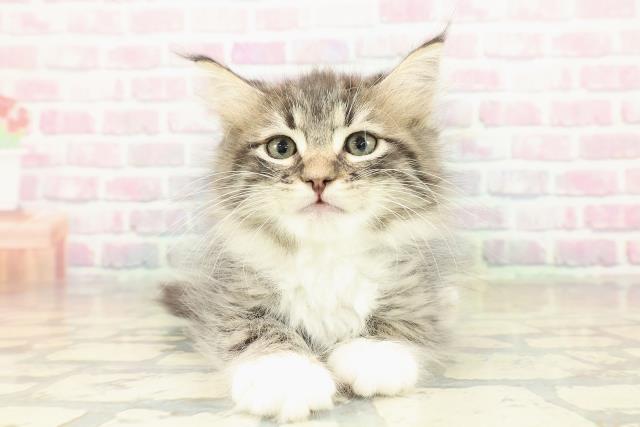 宮城県のラガマフィン (Coo&RIKU仙台太白店/2025年10月22日生まれ/男の子/ブラウンタビーホワイト)の子猫の1枚目の画像