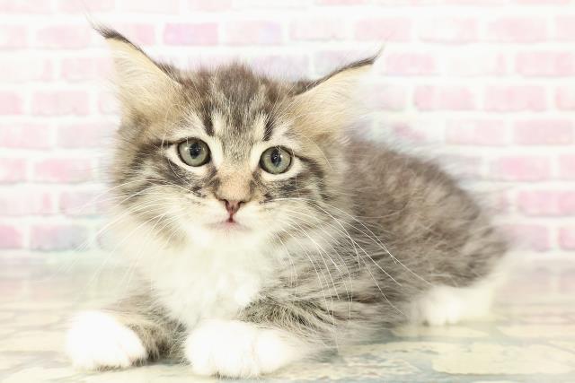 宮城県のラガマフィン (Coo&RIKU仙台太白店/2025年10月22日生まれ/男の子/ブラウンタビーホワイト)の子猫の2枚目の画像