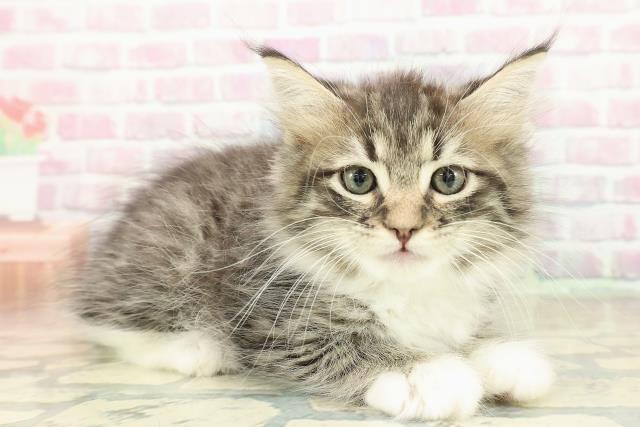 宮城県のラガマフィン (Coo&RIKU仙台太白店/2025年10月22日生まれ/男の子/ブラウンタビーホワイト)の子猫の3枚目の画像