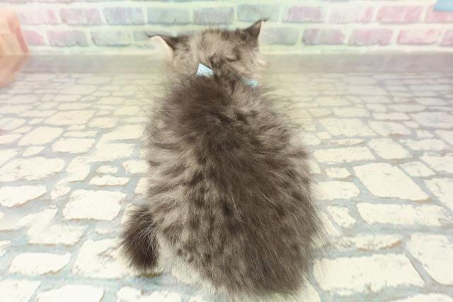 宮城県のラガマフィン (Coo&RIKU仙台太白店/2025年10月22日生まれ/男の子/ブラウンタビーホワイト)の子猫の4枚目の画像