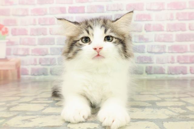 山形県のラガマフィン (Coo&RIKU山形店/2025年10月22日生まれ/男の子/ブラウンタビーホワイト)の子猫の1枚目の画像