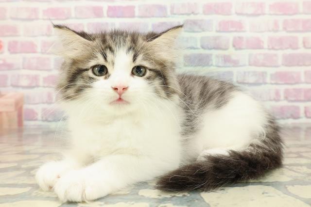 山形県のラガマフィン (Coo&RIKU山形店/2025年10月22日生まれ/男の子/ブラウンタビーホワイト)の子猫の2枚目の画像