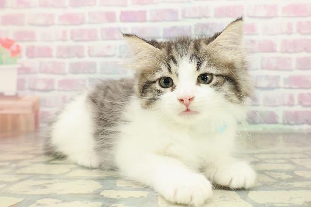 山形県のラガマフィン (Coo&RIKU山形店/2025年10月22日生まれ/男の子/ブラウンタビーホワイト)の子猫の3枚目の画像