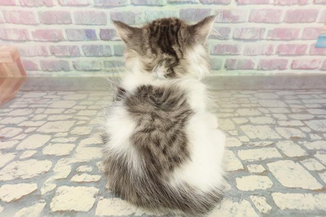 山形県のラガマフィン (Coo&RIKU山形店/2025年10月22日生まれ/男の子/ブラウンタビーホワイト)の子猫の4枚目の画像