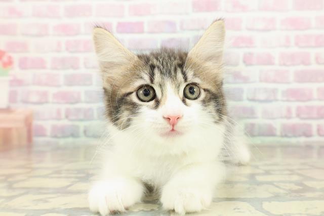 岩手県のラガマフィン (Coo&RIKU岩手盛岡店/2025年10月22日生まれ/男の子/ブラウンタビーホワイト)の子猫の1枚目の画像