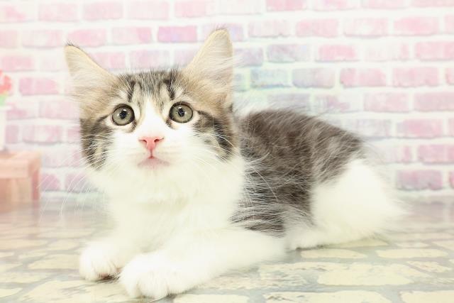 岩手県のラガマフィン (Coo&RIKU岩手盛岡店/2025年10月22日生まれ/男の子/ブラウンタビーホワイト)の子猫の2枚目の画像