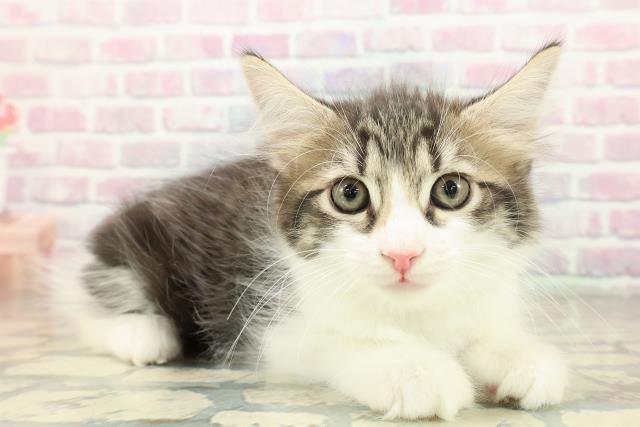 岩手県のラガマフィン (Coo&RIKU岩手盛岡店/2025年10月22日生まれ/男の子/ブラウンタビーホワイト)の子猫の3枚目の画像